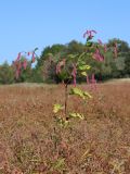 Persicaria orientalis