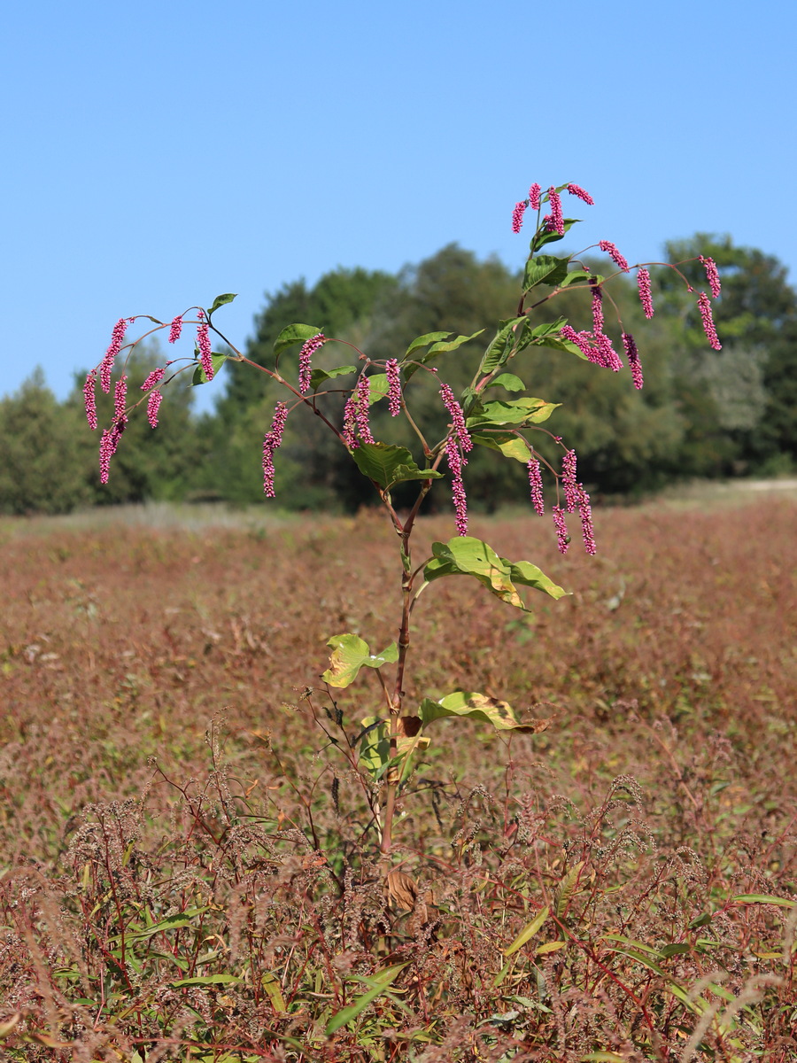 Image of Persicaria orientalis specimen.