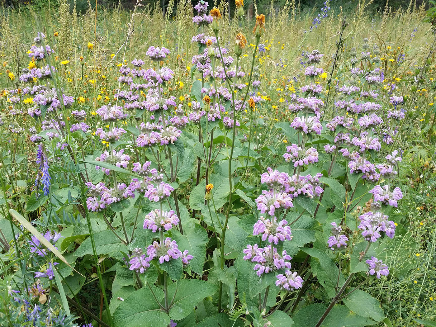 Image of Phlomoides pratensis specimen.