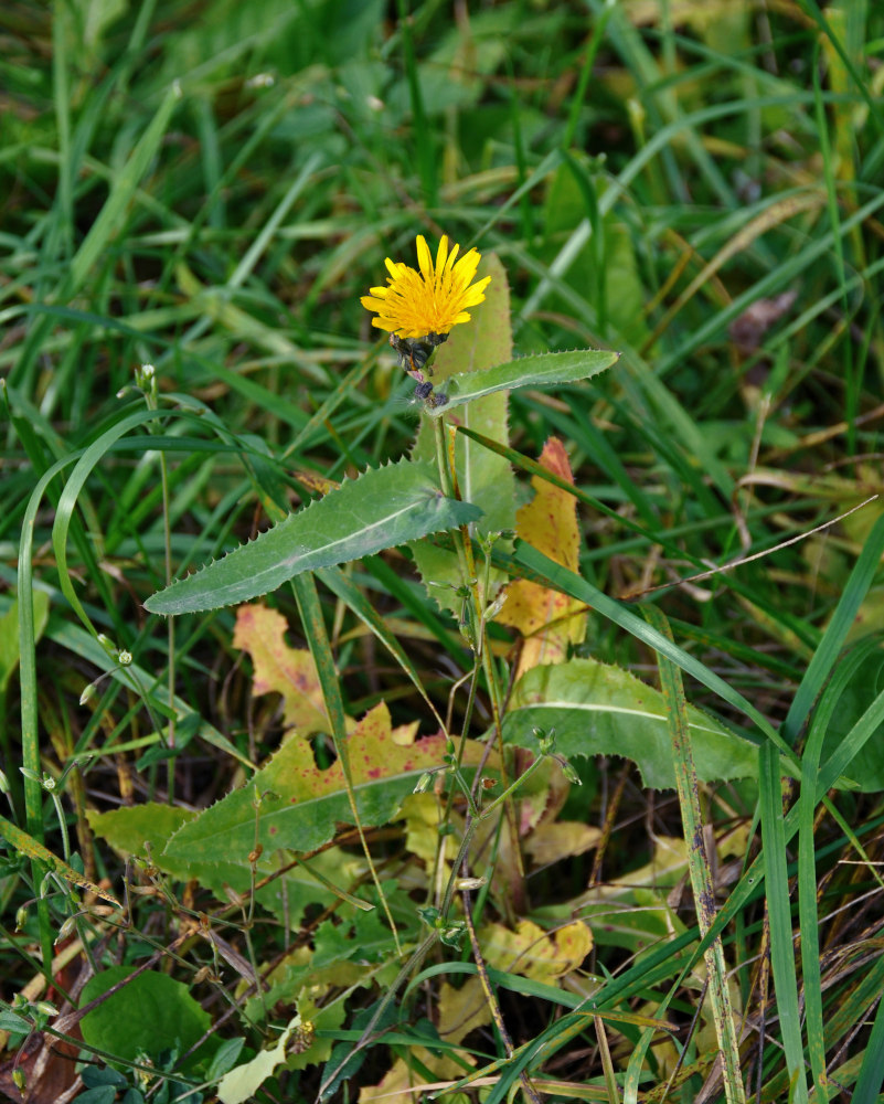 Image of Sonchus arvensis ssp. uliginosus specimen.