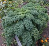 Brassica oleracea var. sabellica