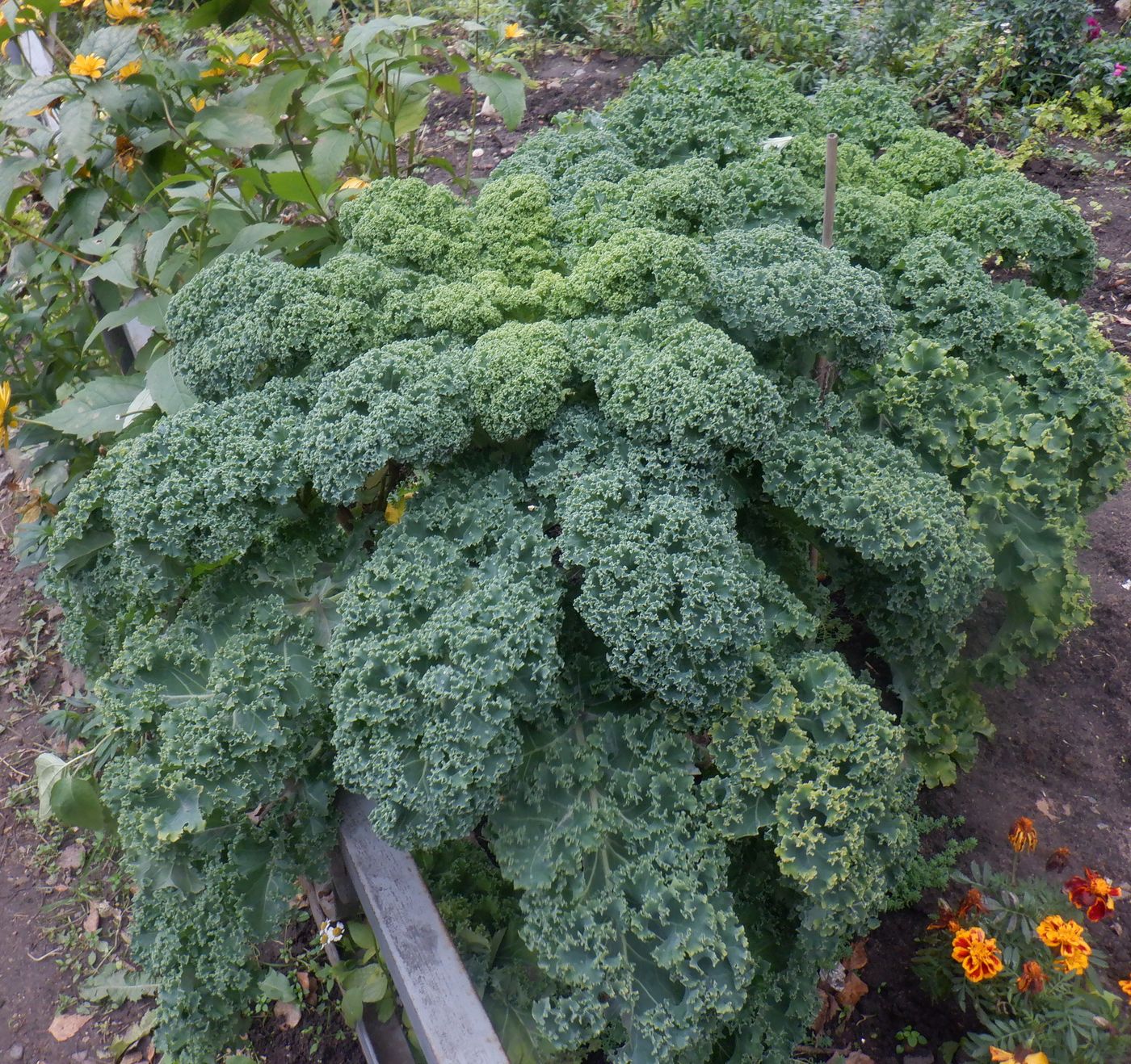 Изображение особи Brassica oleracea var. sabellica.