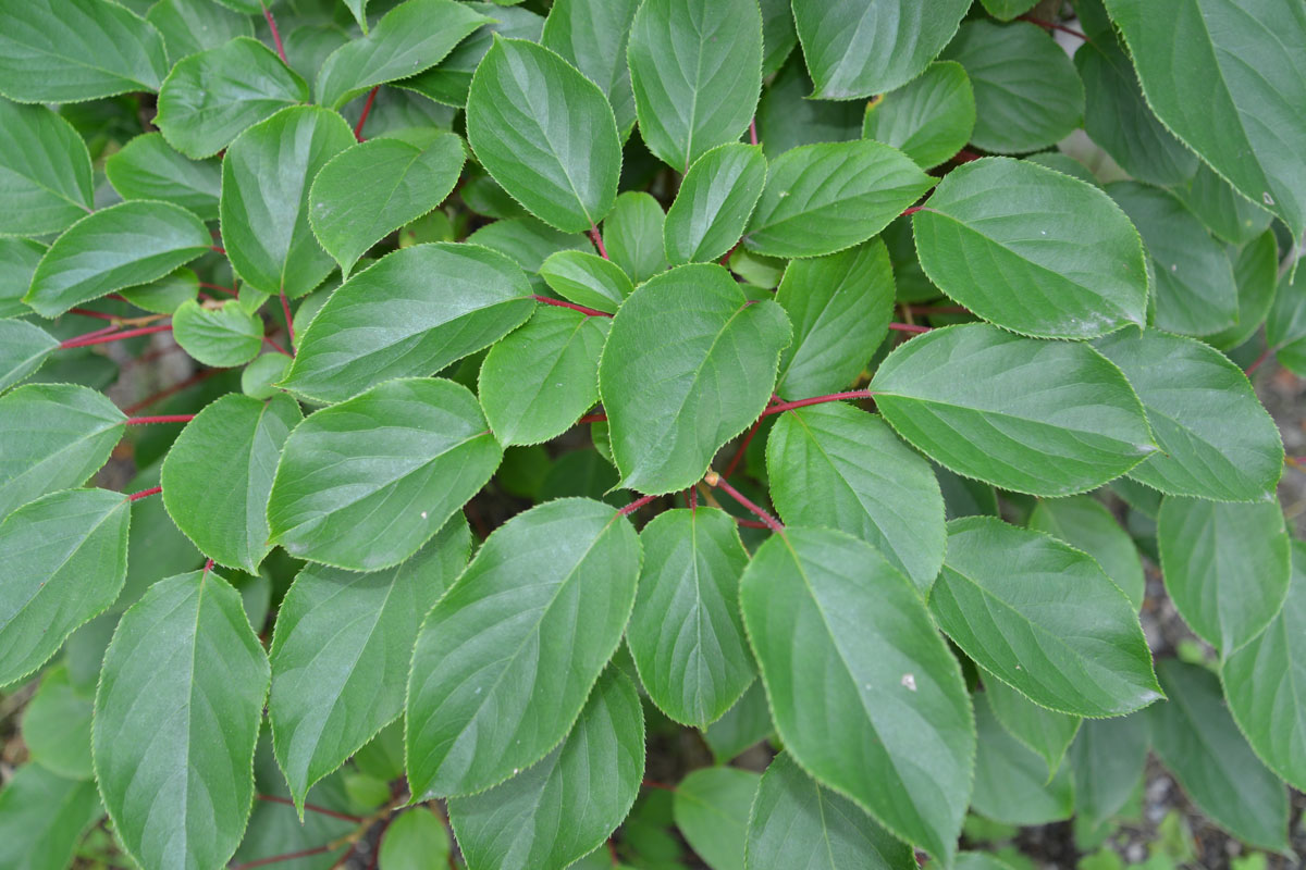 Изображение особи Actinidia arguta.