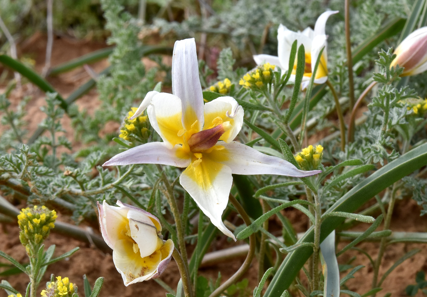 Image of Tulipa biflora specimen.