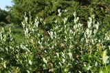 Salix starkeana