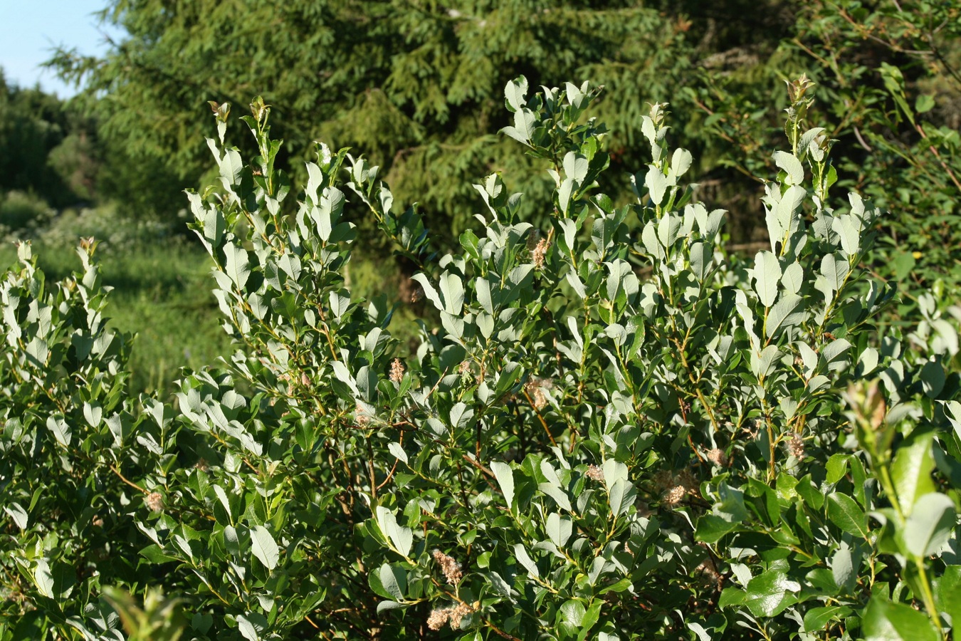 Изображение особи Salix starkeana.