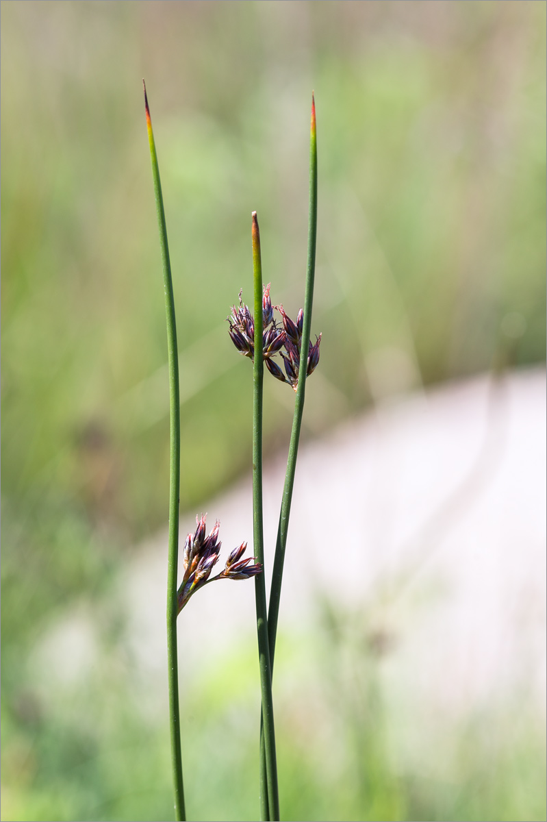 Изображение особи Juncus balticus.