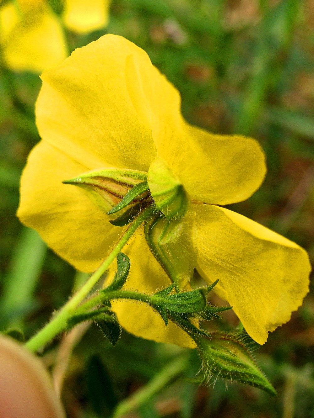 Image of Fumana arabica specimen.