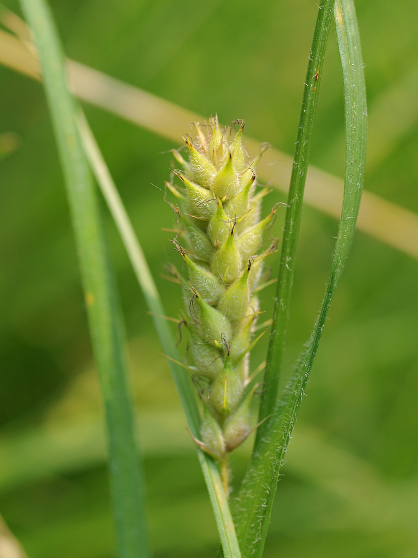 Изображение особи Carex hirta.