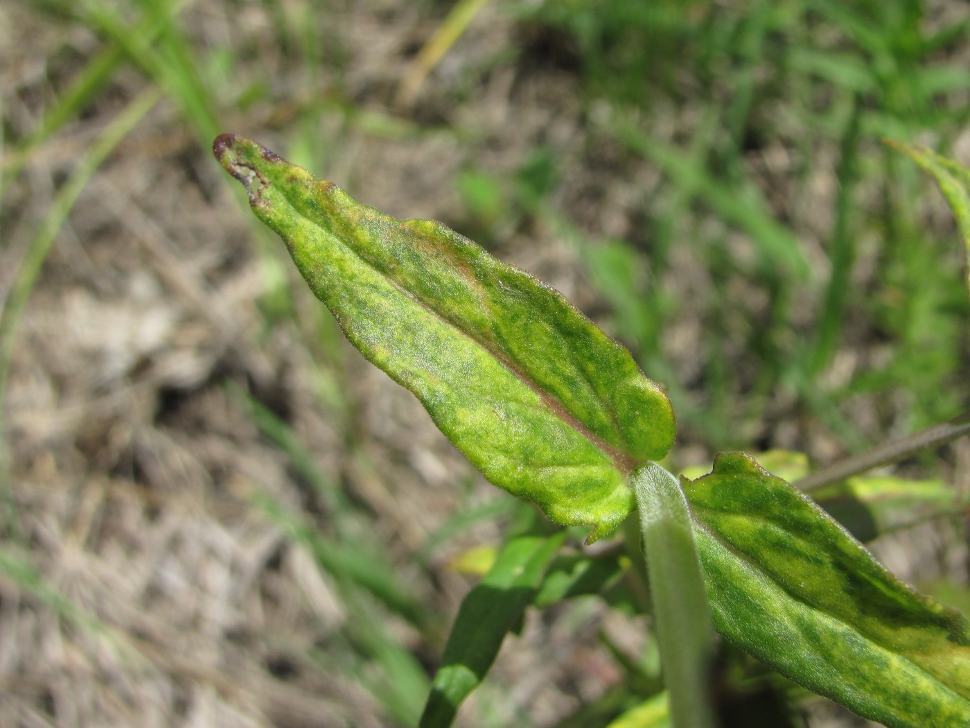 Image of Melampyrum pratense specimen.