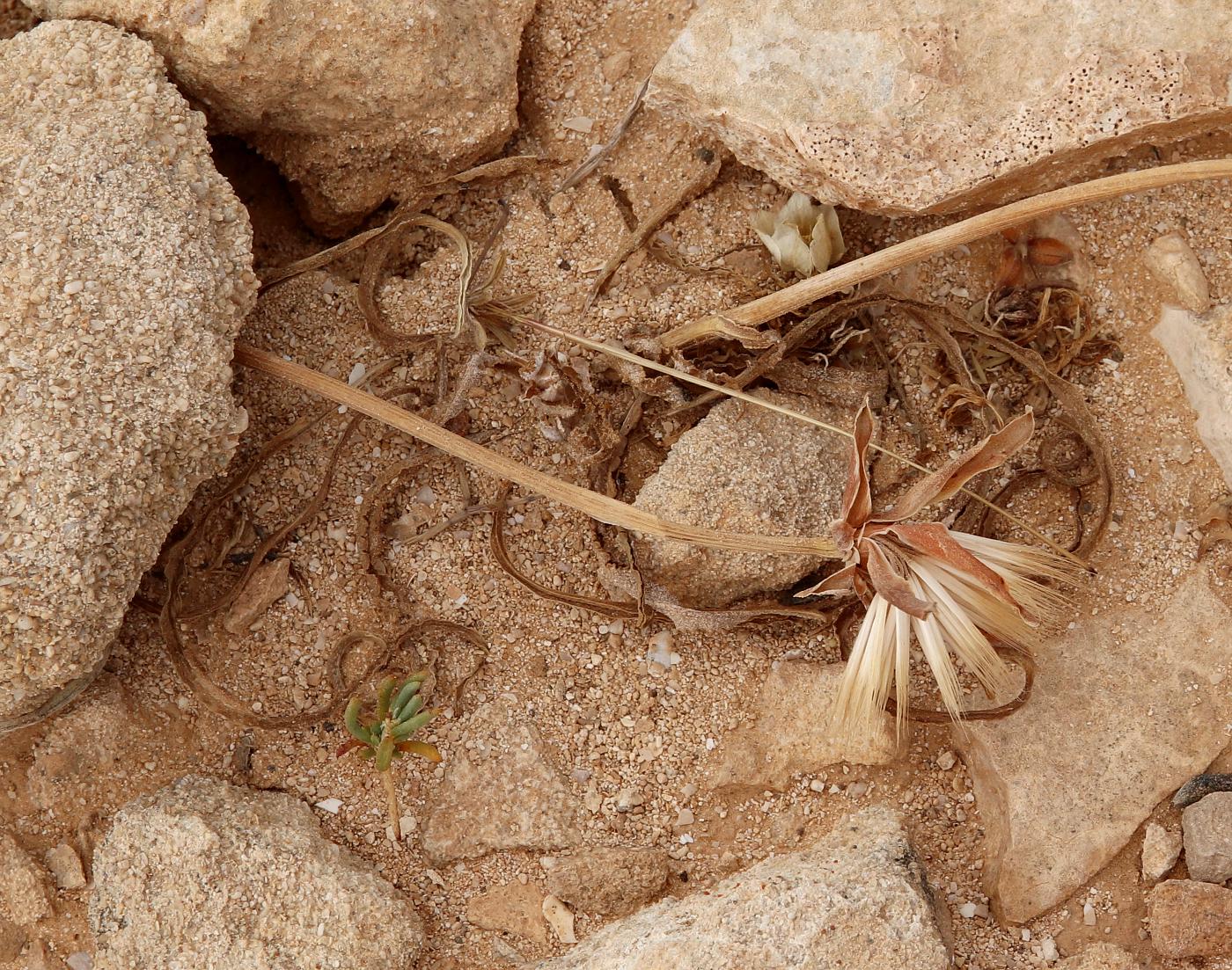 Image of Scorzonera undulata specimen.