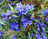 Gentiana asclepiadea