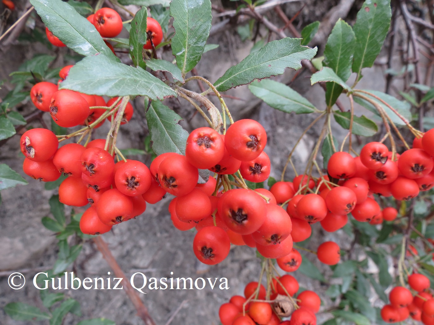 Image of Pyracantha coccinea specimen.