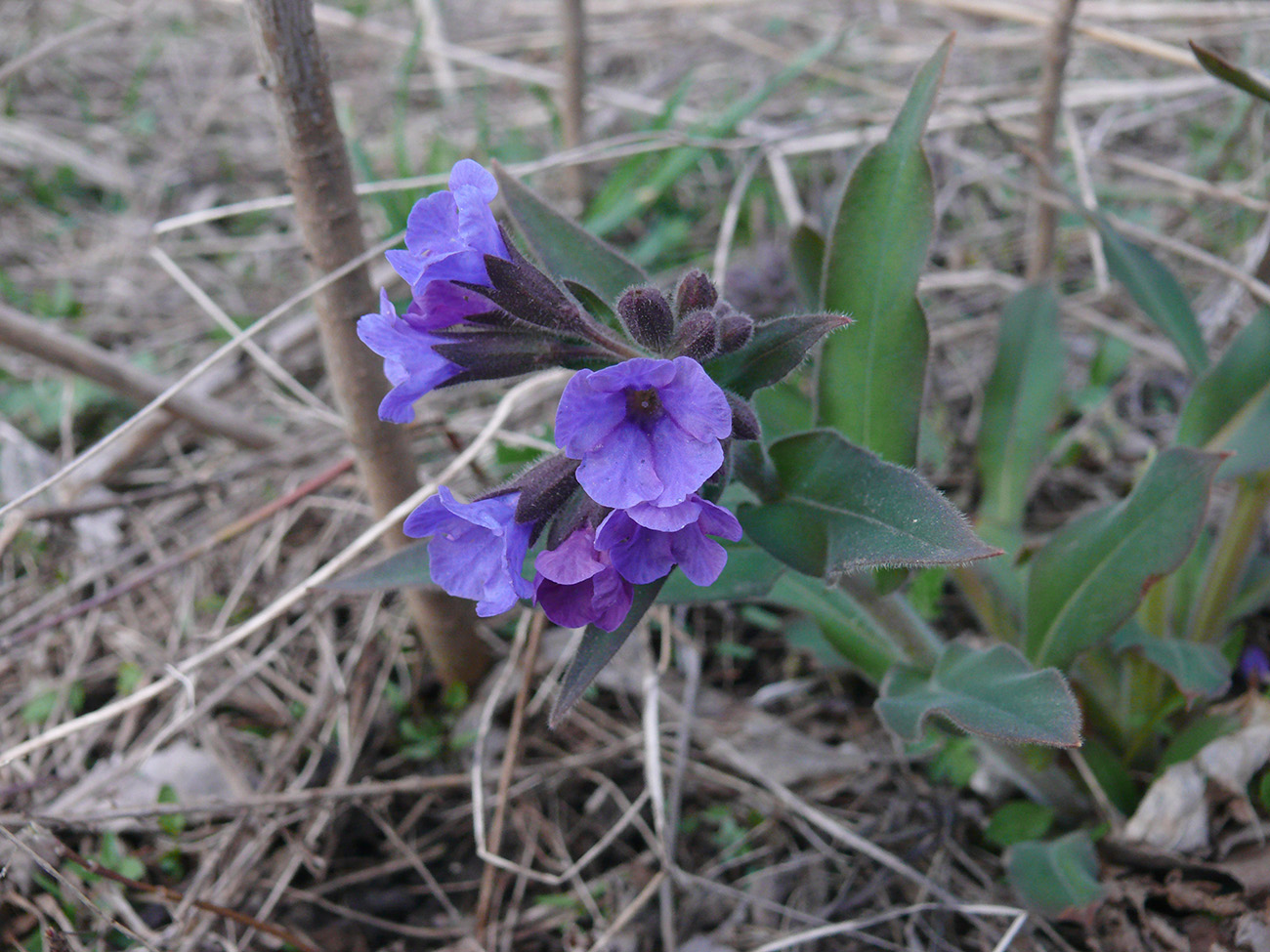 Изображение особи Pulmonaria mollis.