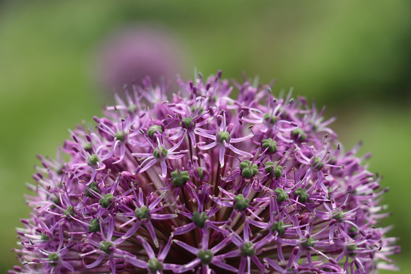 Изображение особи Allium stipitatum.