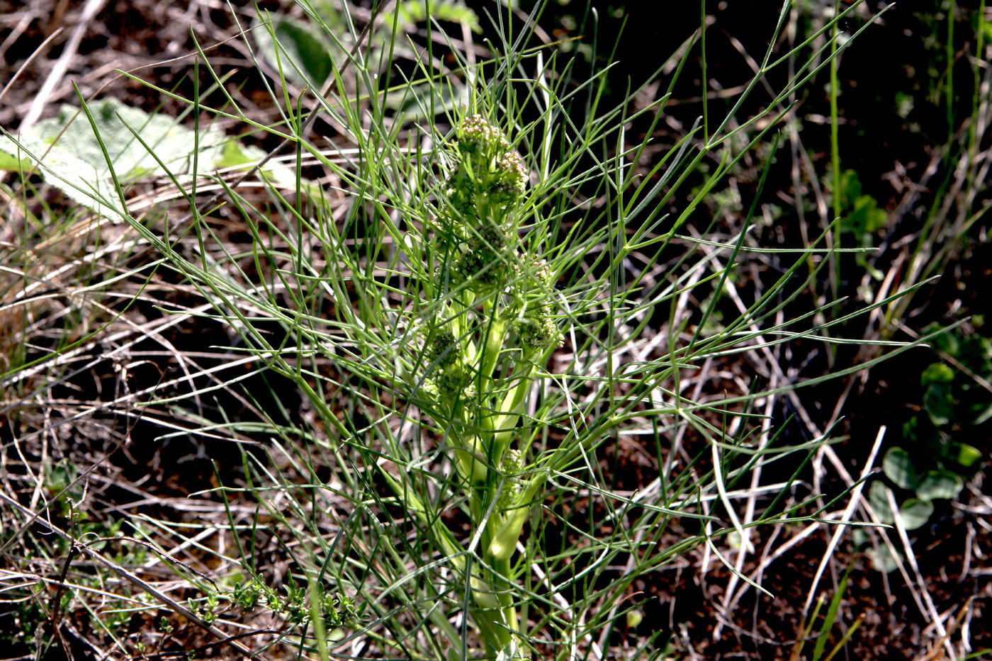 Image of Trinia multicaulis specimen.