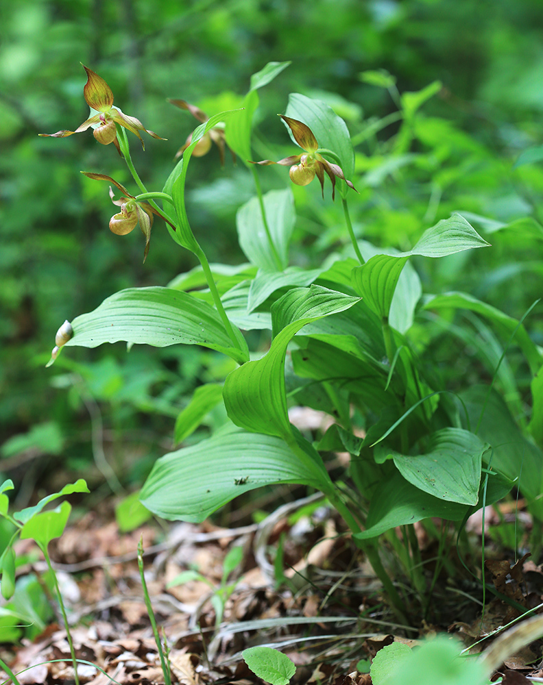 Image of Cypripedium shanxiense specimen.