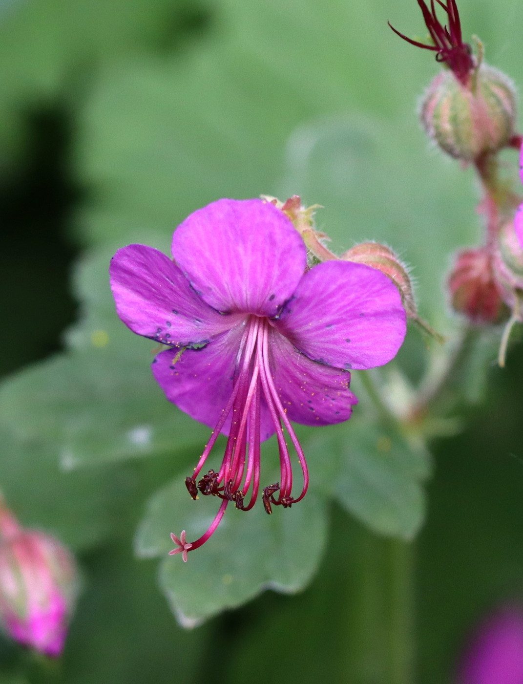 Image of Geranium macrorrhizum specimen.