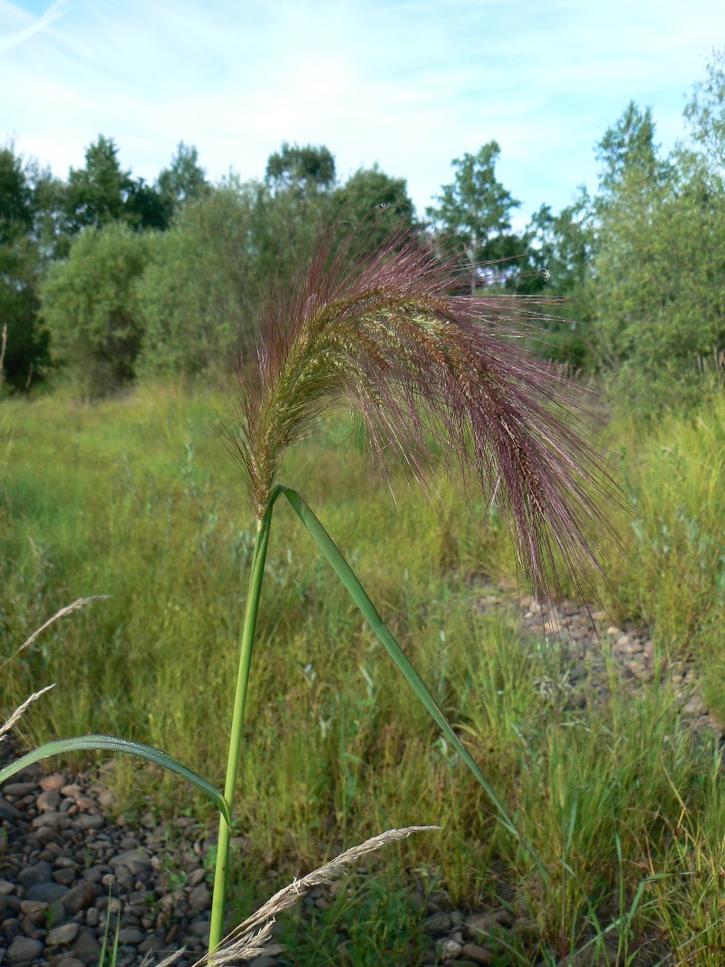 Image of genus Echinochloa specimen.