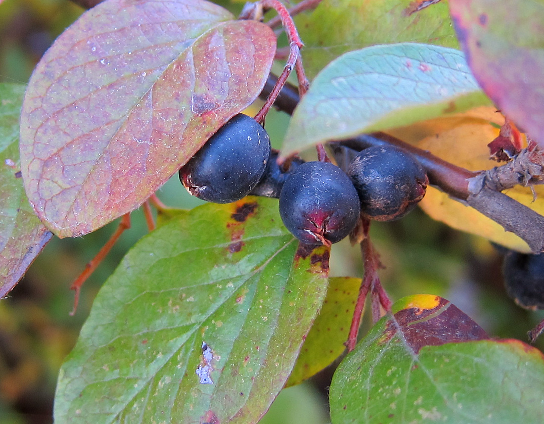Image of Cotoneaster lucidus specimen.