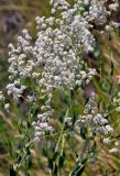 Lepidium latifolium