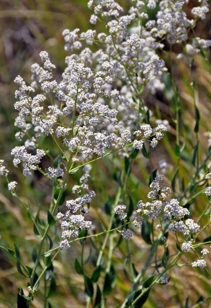 Изображение особи Lepidium latifolium.