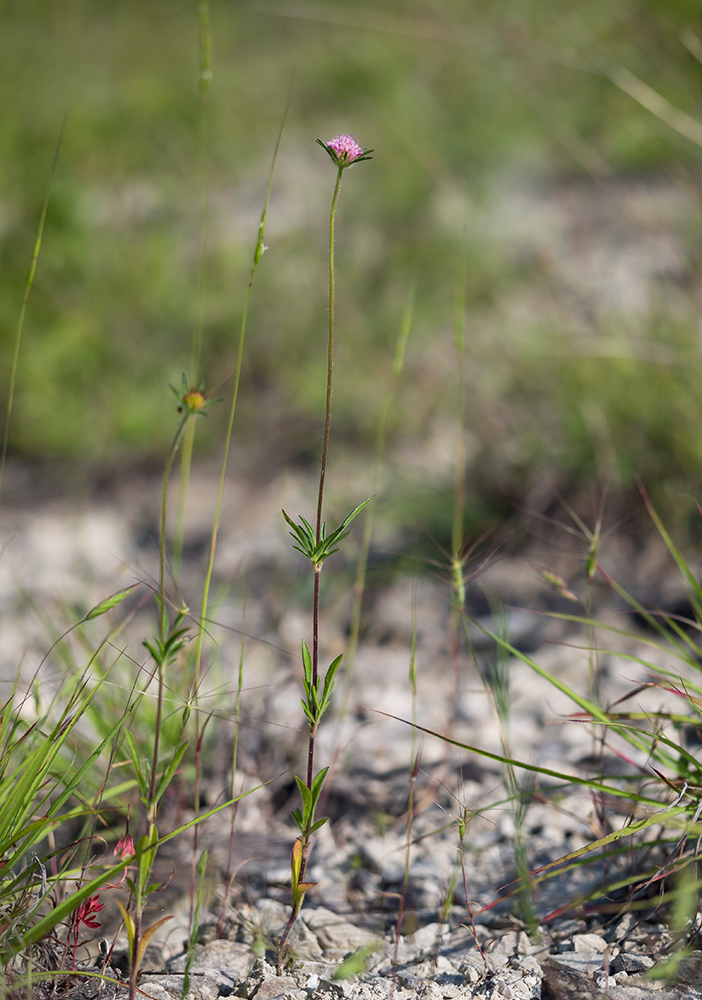 Image of Lomelosia micrantha specimen.