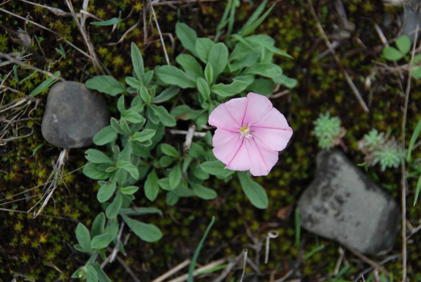 Image of genus Convolvulus specimen.