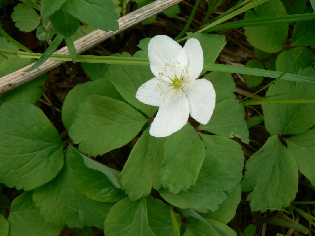 Image of Anemone udensis specimen.