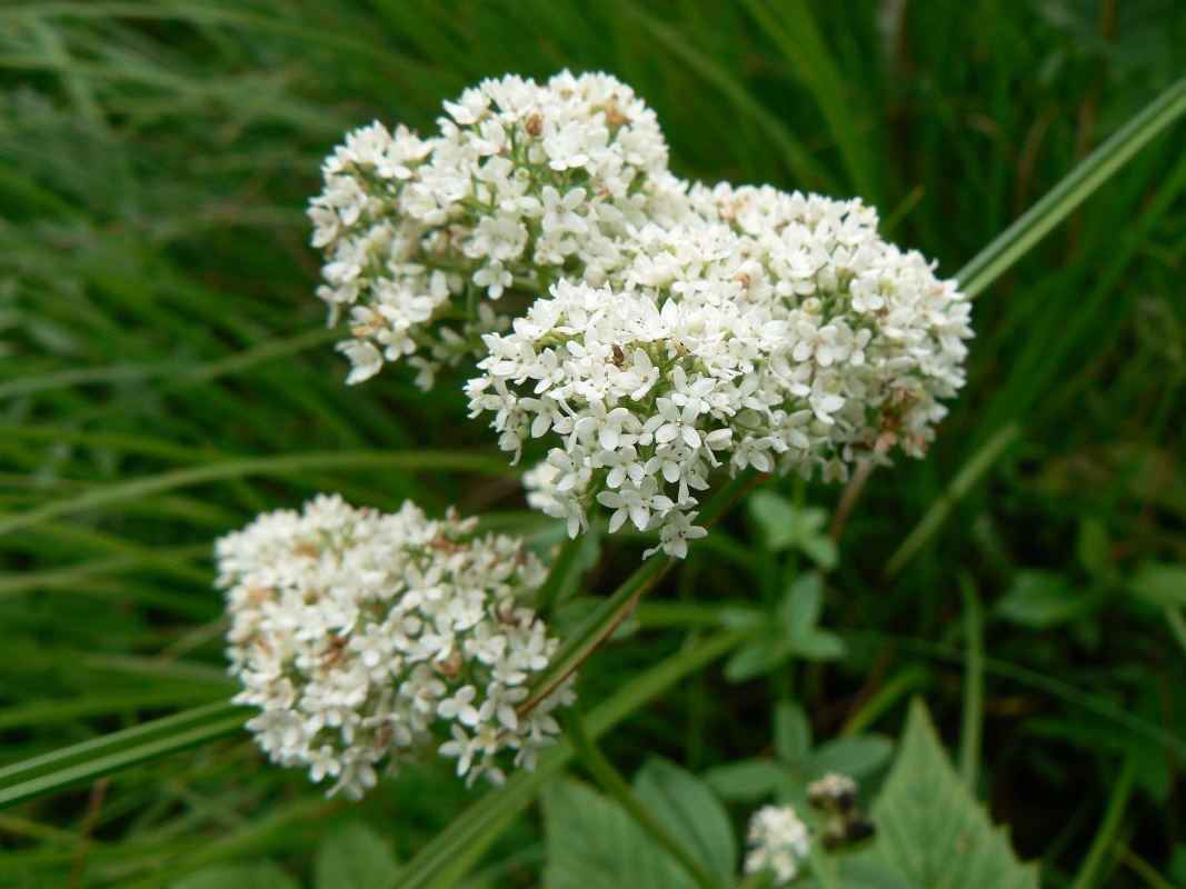 Image of Galium boreale specimen.