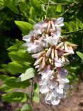 genus Robinia. Соцветия и части листьев. Крым, Белогорский р-н, окр. с. Белая Скала, насаждения деревьев напротив горы Ак-Кая. 19.07.2021.