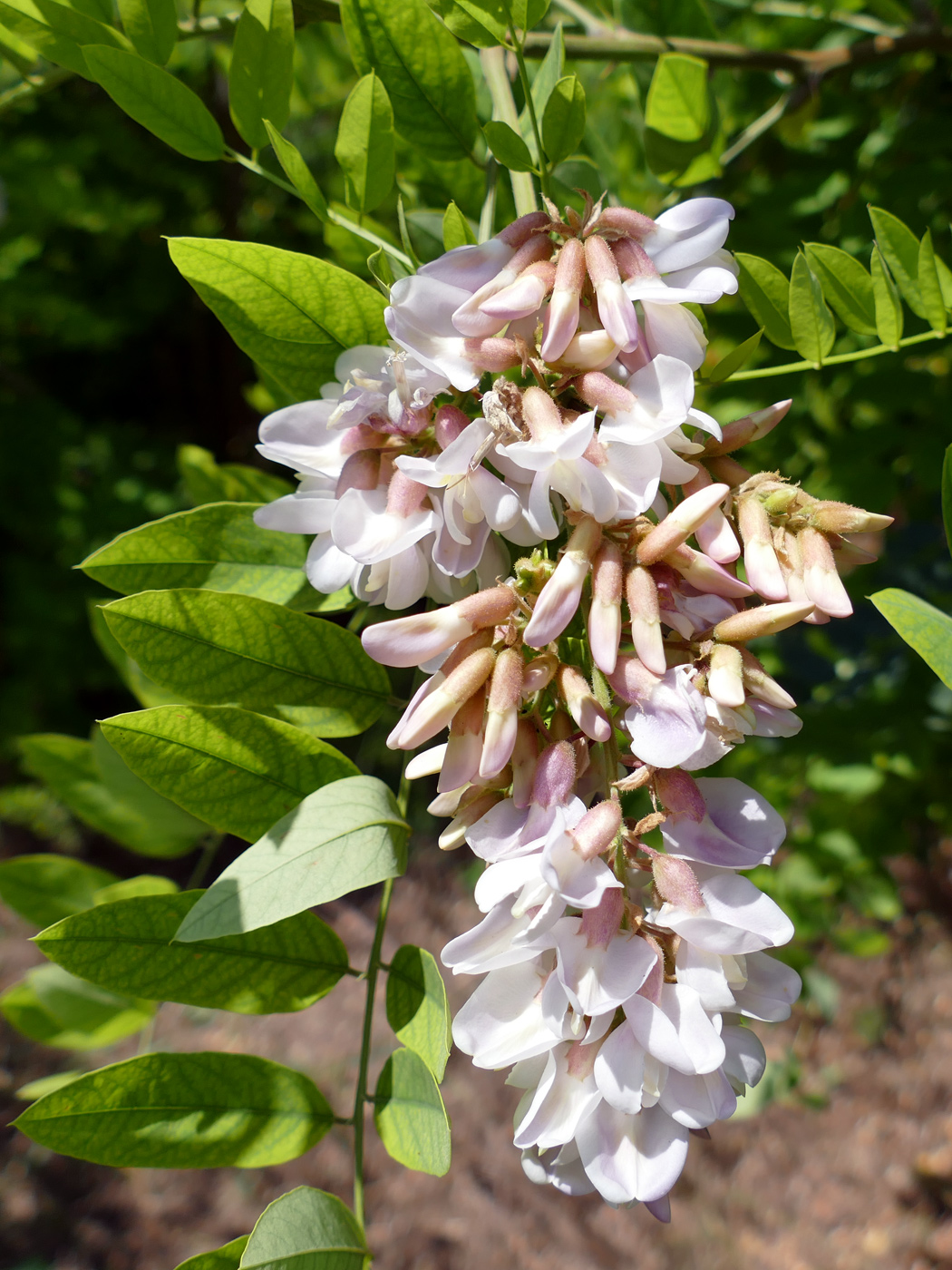 Image of genus Robinia specimen.