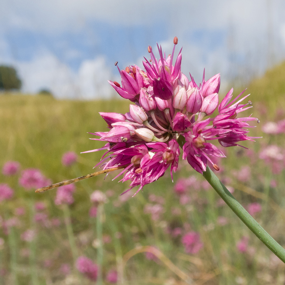 Изображение особи Allium psebaicum.