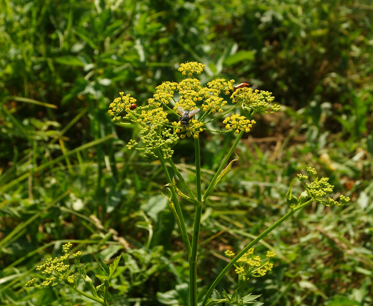 Image of Pastinaca sativa specimen.