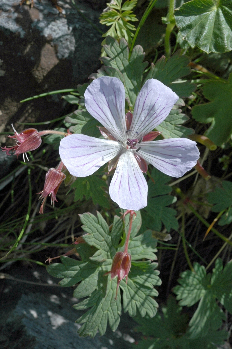 Изображение особи род Geranium.