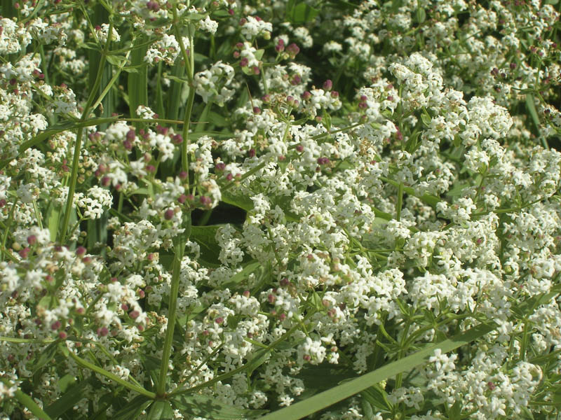 Изображение особи Galium mollugo.