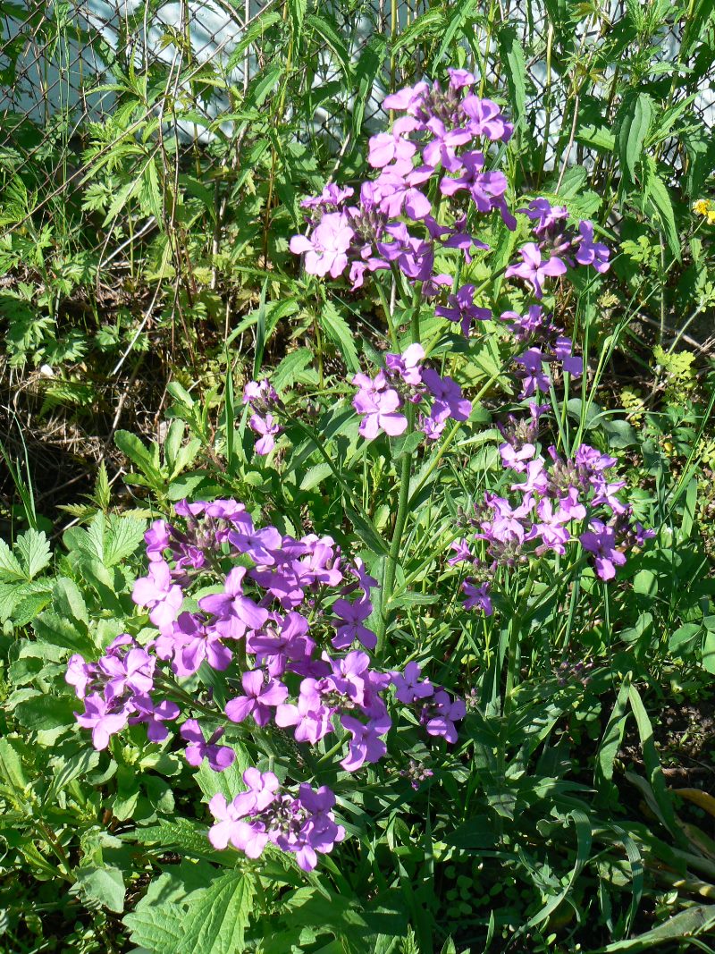 Image of genus Hesperis specimen.