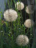 Tragopogon dubius ssp. major