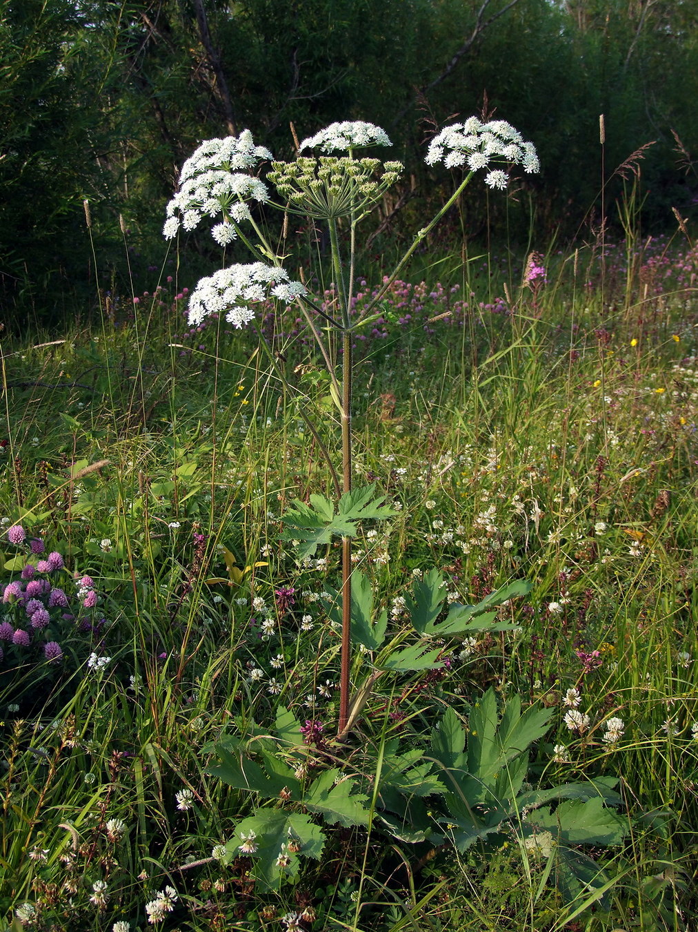 Изображение особи Heracleum dissectum.