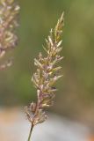 genus Koeleria. Соцветие. Крым, Керченский п-ов, Ленинский р-н, окр с. Осовины, мыс Газан, степь на верхней террасе приморского склона, в расщелине известняковой глыбы. 28.05.2021.