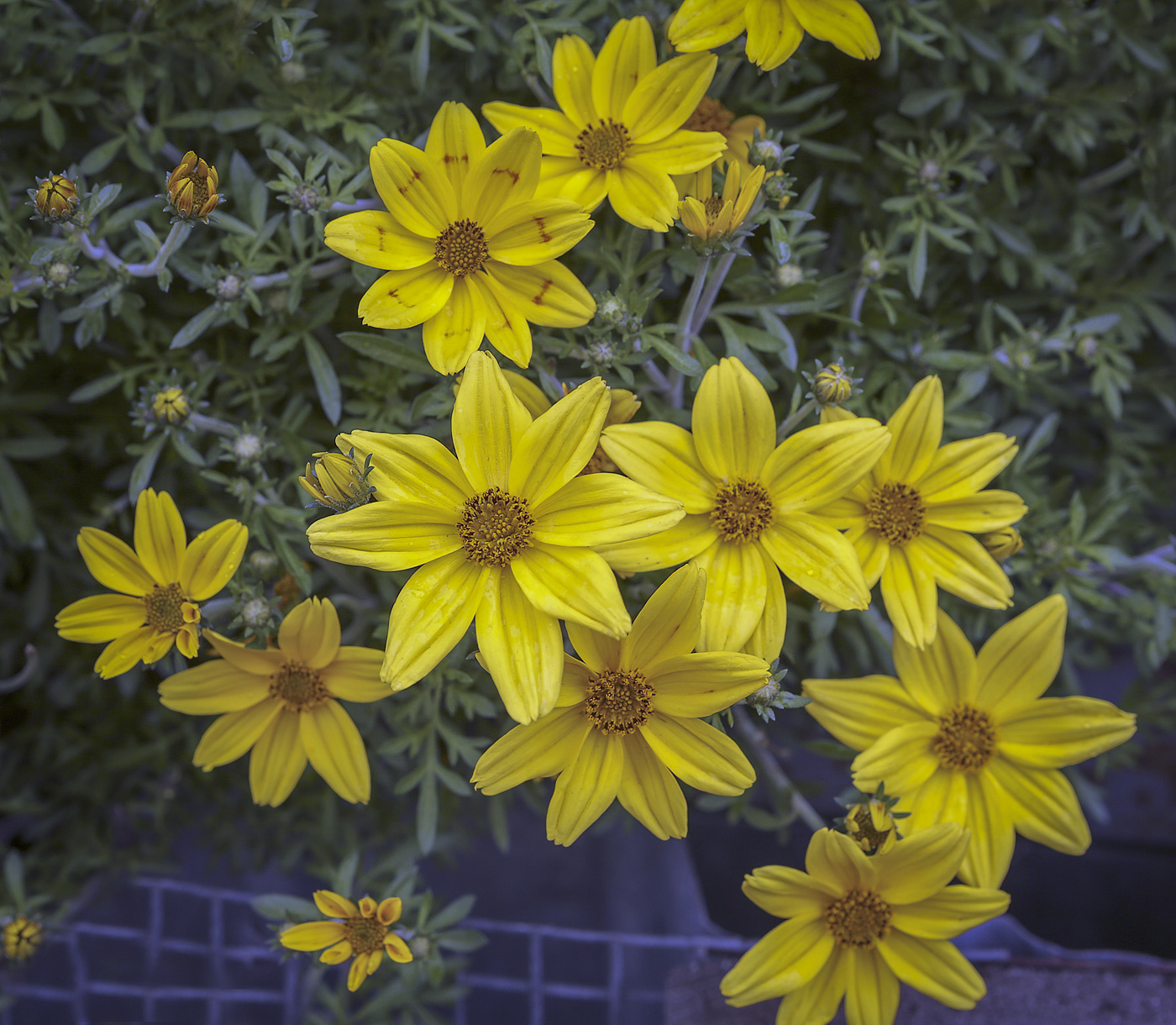 Изображение особи Bidens aurea.