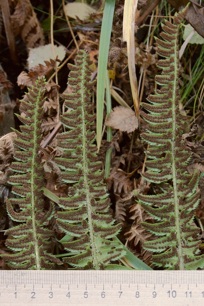 Image of Polystichum lonchitis specimen.