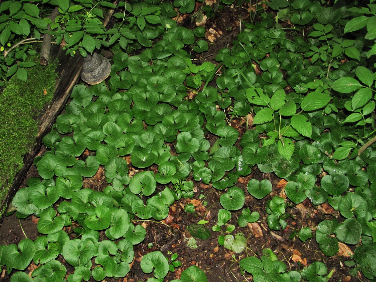 Изображение особи Asarum intermedium.