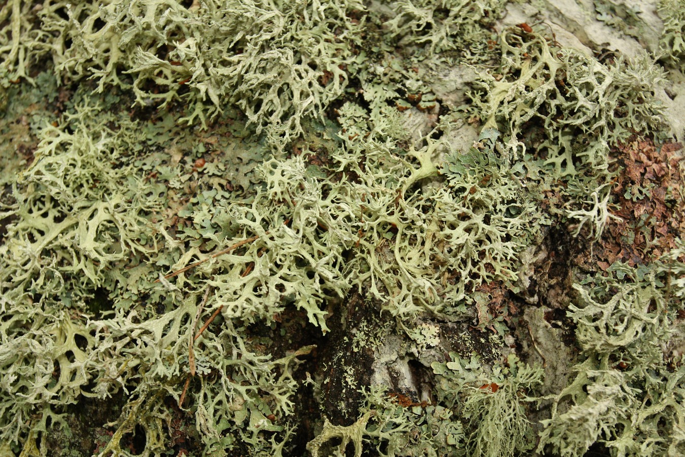 Image of Evernia prunastri specimen.