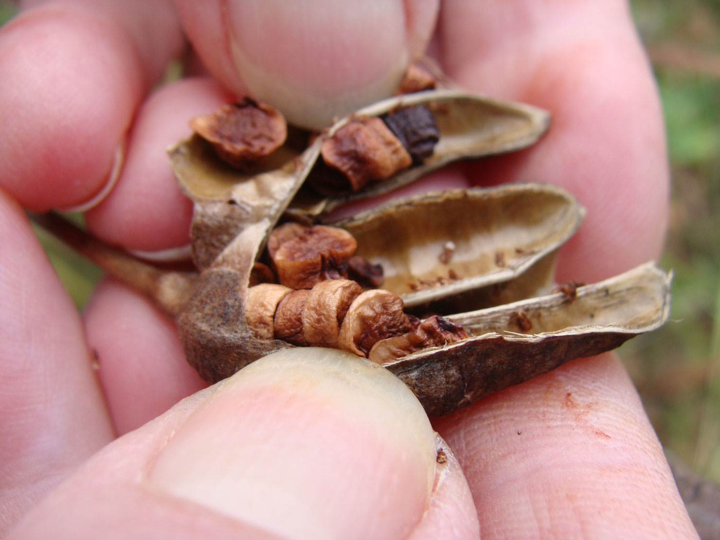 Image of Iris sanguinea specimen.