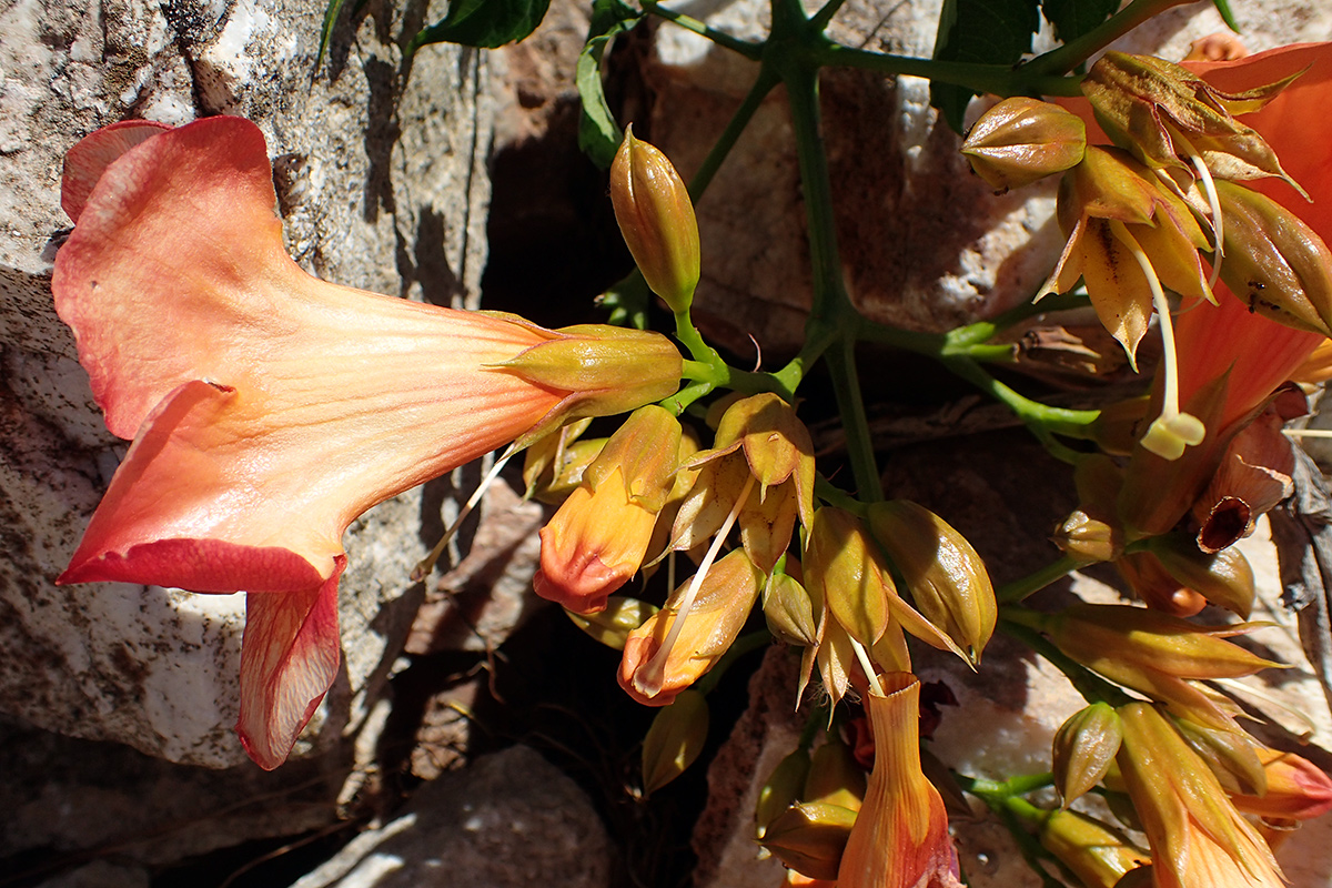 Image of Campsis grandiflora specimen.