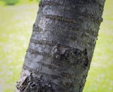 Cerasus sachalinensis. Часть ствола взрослого дерева. Москва, ГБС, Японский сад. 31.08.2021.