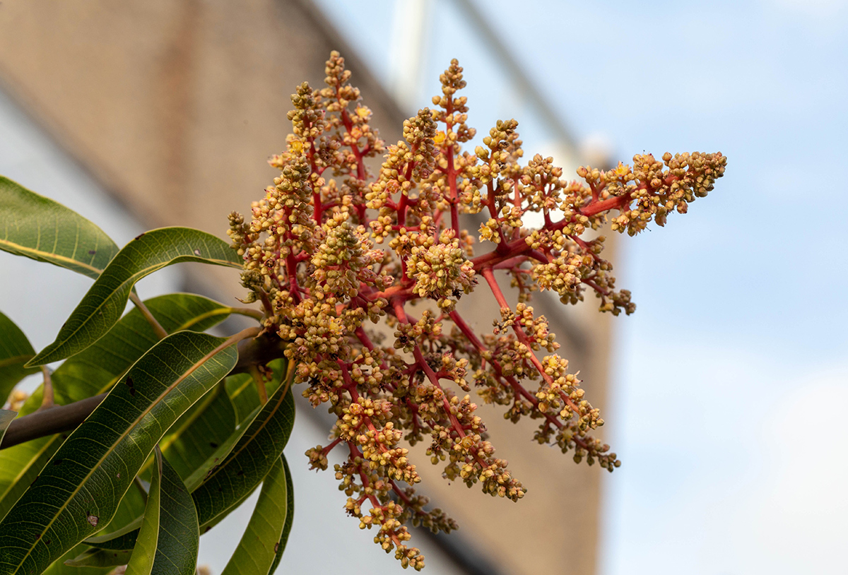 Image of Mangifera indica  specimen.