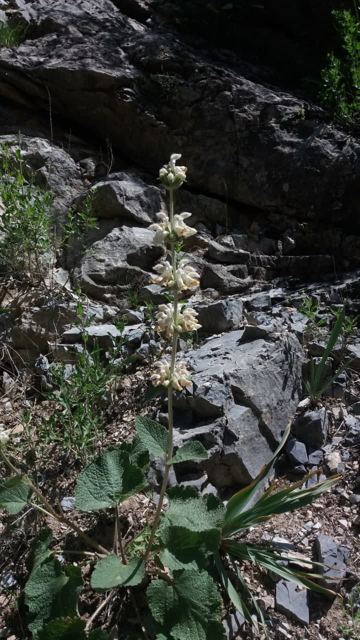 Image of Phlomoides stellata specimen.