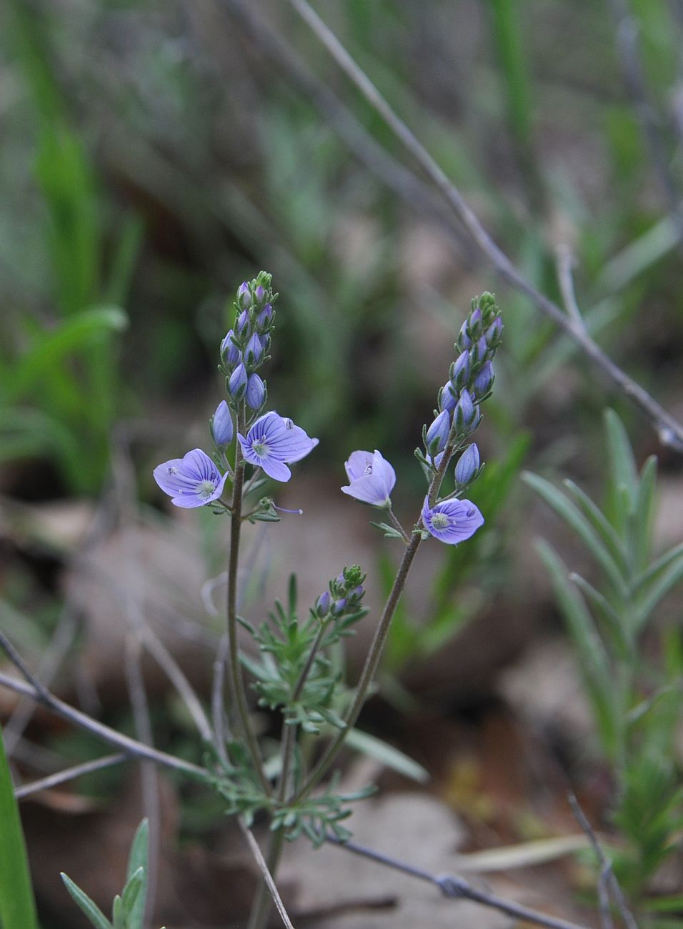 Image of Veronica jacquinii specimen.